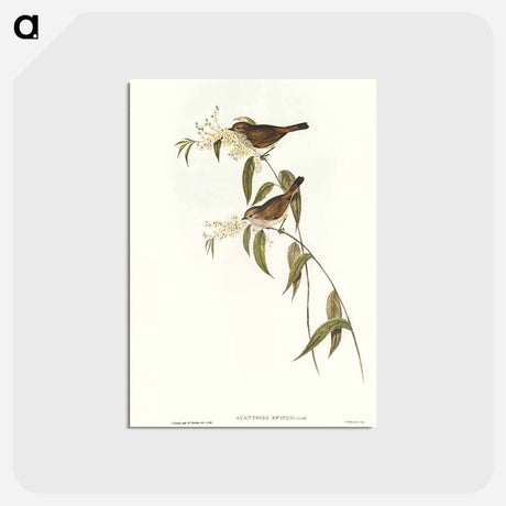 アートポストカード-Ewing's Acanthiza
 - オーストラリアの鳥 Postcard.