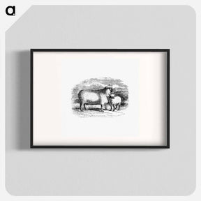 アートポスター-Sheep from On the Domesticated Animals of the British Islands
 - 大英図書館 Poster.
