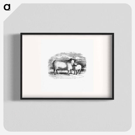 アートポスター-Sheep from On the Domesticated Animals of the British Islands
 - 大英図書館 Poster.