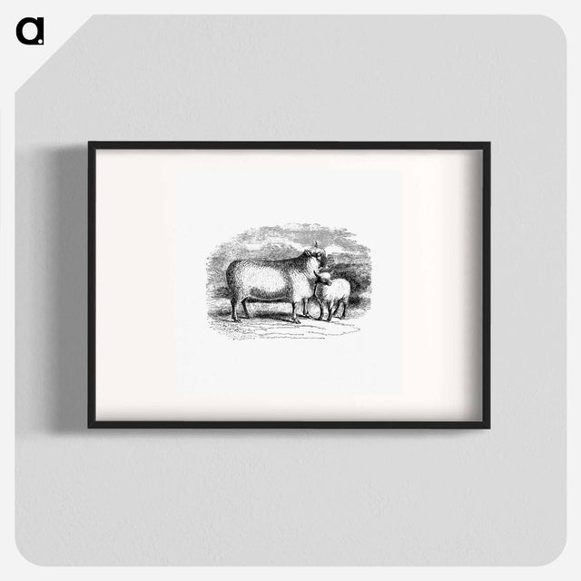 アートポスター-Sheep from On the Domesticated Animals of the British Islands
 - 大英図書館 Poster.