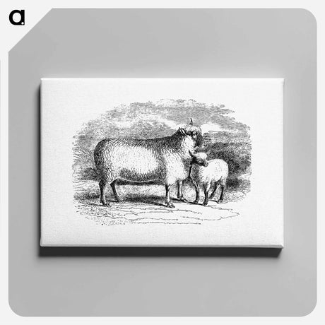 アートパネル-Sheep from On the Domesticated Animals of the British Islands
 - 大英図書館 Canvas.