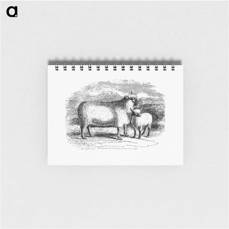 アートメモ帳-Sheep from On the Domesticated Animals of the British Islands
 - 大英図書館 Memo.