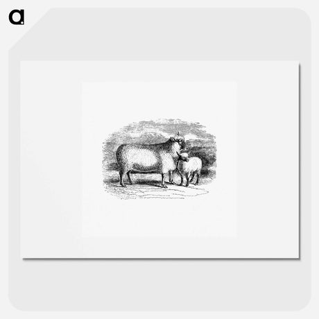 アートポスター-Sheep from On the Domesticated Animals of the British Islands
 - 大英図書館 Poster.