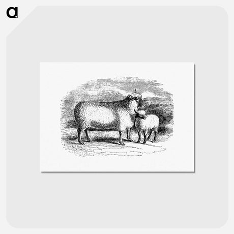 アートポストカード-Sheep from On the Domesticated Animals of the British Islands
 - 大英図書館 Postcard.