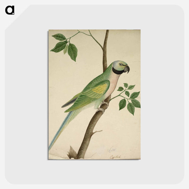 アートポストカード-Cleveland Museum of Art
 - クリーブランド美術館 Postcard.