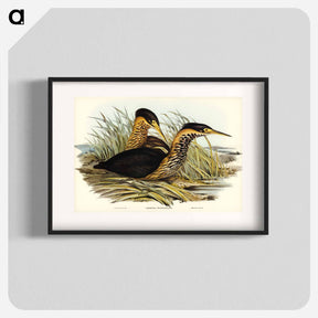 アートポスター-Yellow-necked Bittern
 - ジョン グールド Poster.
