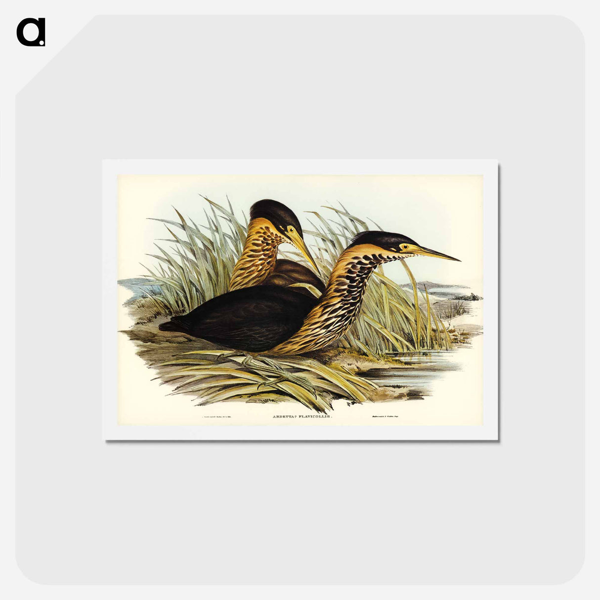 アートポストカード-Yellow-necked Bittern
 - ジョン グールド Postcard.
