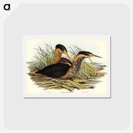 アートポストカード-Yellow-necked Bittern
 - ジョン グールド Postcard.