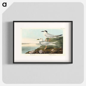 アートポスター-Havell's Tern and Trudeau's Tern
 - ジョン ジェームス オーデュボン Poster.