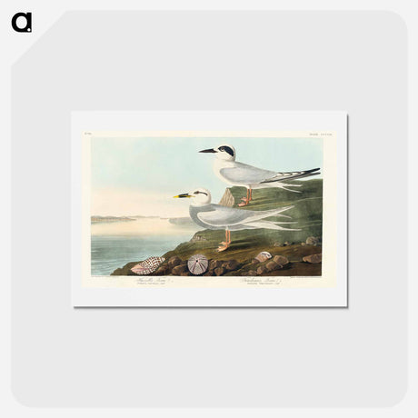 アートポストカード-Havell's Tern and Trudeau's Tern
 - ジョン ジェームス オーデュボン Postcard.