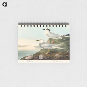 アートメモ帳-Havell's Tern and Trudeau's Tern
 - ジョン ジェームス オーデュボン Memo.