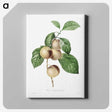 4-35_Pierre-Joseph-Redoute_canvas