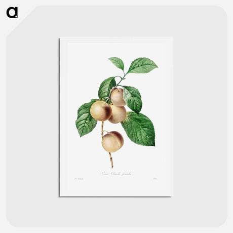 アートポストカード-Reine Claude Plum - ピエール ジョゼフ ルドゥーテ Postcard.