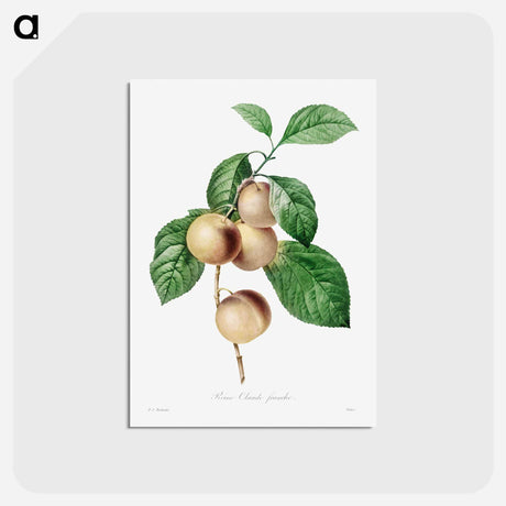 アートポストカード-Reine Claude Plum - ピエール ジョゼフ ルドゥーテ Postcard.