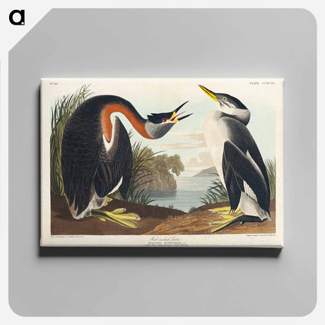 アートパネル-Red-necked Grebe from Birds of America
 - アメリカの鳥たち Canvas.