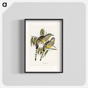 アートポスター-Great Wattled Honey-eater
 - オーストラリアの鳥 Poster.