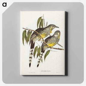 アートパネル-Great Wattled Honey-eater
 - オーストラリアの鳥 Canvas.