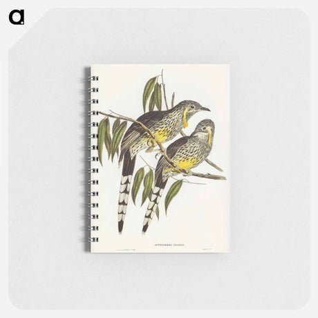 アートメモ帳-Great Wattled Honey-eater
 - オーストラリアの鳥 Memo.