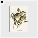 アートポストカード-Great Wattled Honey-eater
 - オーストラリアの鳥 Postcard.