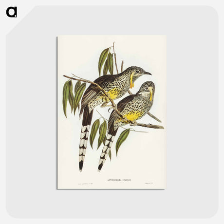 アートポストカード-Great Wattled Honey-eater
 - オーストラリアの鳥 Postcard.