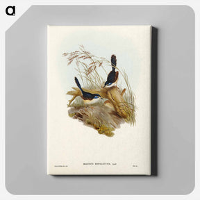 アートパネル-Fawn-breasted Superb Warbler
 - ジョン グールド Canvas.