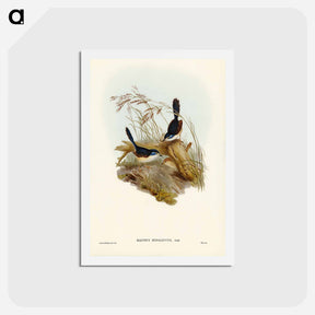 アートポストカード-Fawn-breasted Superb Warbler
 - ジョン グールド Postcard.