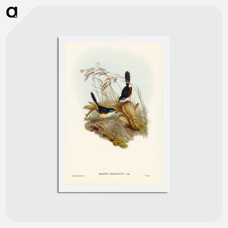 アートポストカード-Fawn-breasted Superb Warbler
 - ジョン グールド Postcard.