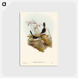 アートポストカード-Fawn-breasted Superb Warbler
 - ジョン グールド Postcard.