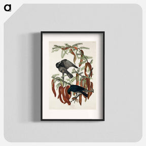 アートポスター-Fish Crow
 - ジョン ジェームス オーデュボン Poster.