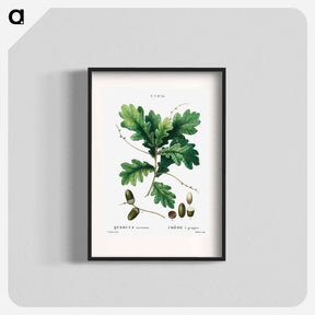 アートポスター-Quercus racemosa (Chéne à grappes) - ピエール ジョゼフ ルドゥーテ Poster.