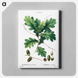 アートパネル-Quercus racemosa (Chéne à grappes) - ピエール ジョゼフ ルドゥーテ Canvas.