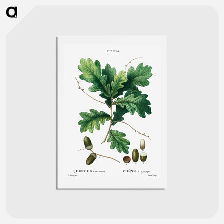 アートポストカード-Quercus racemosa (Chéne à grappes) - ピエール ジョゼフ ルドゥーテ Postcard.