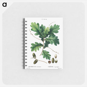 アートメモ帳-Quercus racemosa (Chéne à grappes) - ピエール ジョゼフ ルドゥーテ Memo.