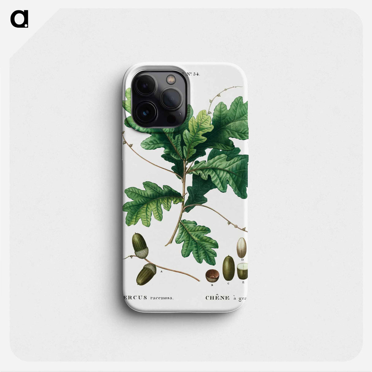 Quercus racemosa (Chéne à grappes) - Pierre-Joseph Redouté Phone Case.