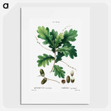 Quercus racemosa (Chéne à grappes) - Pierre-Joseph Redouté Poster.