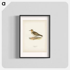 アートポスター-Sanderling
 - スヴェンスカ フォグラル Poster.