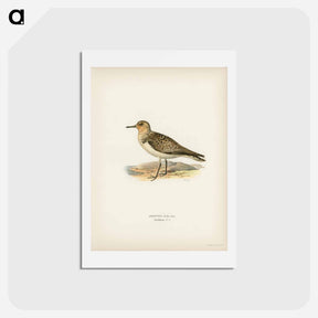 アートポストカード-Sanderling
 - スヴェンスカ フォグラル Postcard.