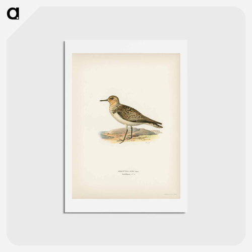 Sanderling
 - スヴェンスカ フォグラル Postcard.