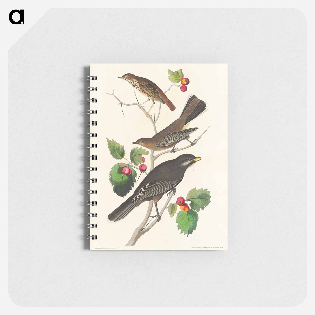 アートメモ帳-Little Tawny Thrush, Ptiliogony's Townsendi and Canada Jay from Birds of America
 - アメリカの鳥たち Memo.
