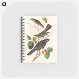 アートメモ帳-Little Tawny Thrush, Ptiliogony's Townsendi and Canada Jay from Birds of America
 - アメリカの鳥たち Memo.