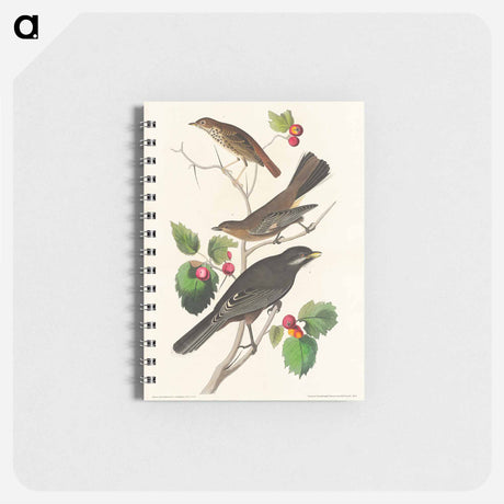アートメモ帳-Little Tawny Thrush, Ptiliogony's Townsendi and Canada Jay from Birds of America
 - アメリカの鳥たち Memo.