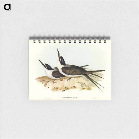 アートメモ帳-Panayan Tern
 - オーストラリアの鳥 Memo.