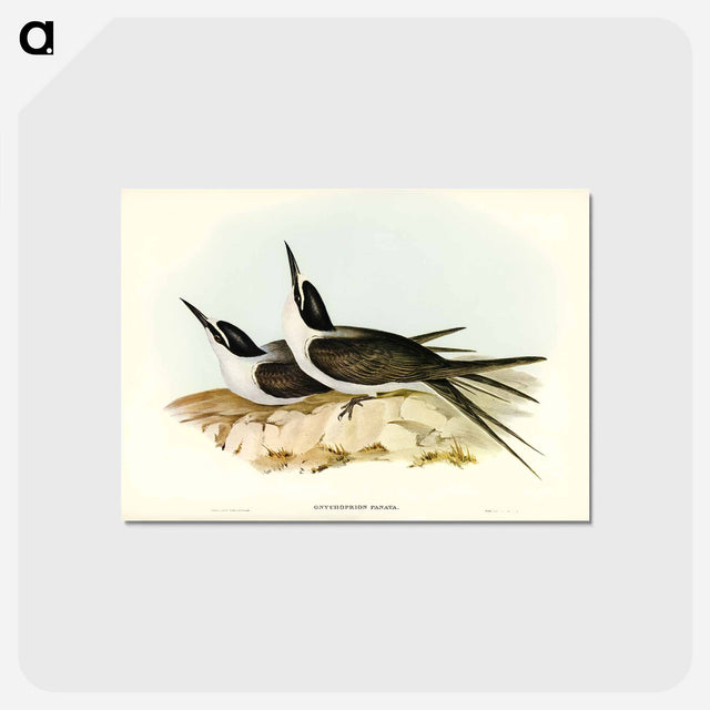 アートポストカード-Panayan Tern
 - オーストラリアの鳥 Postcard.