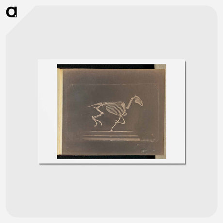 アートポストカード-Running
 - エドワード マイブリッジ Postcard.