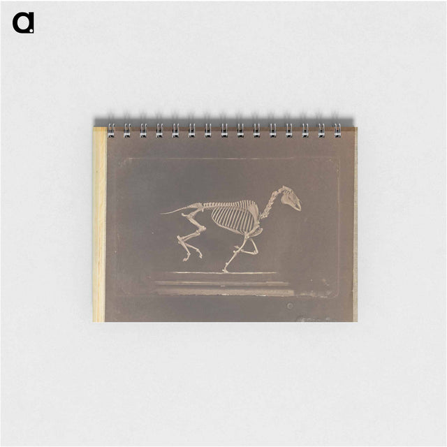 アートメモ帳-Running
 - エドワード マイブリッジ Memo.
