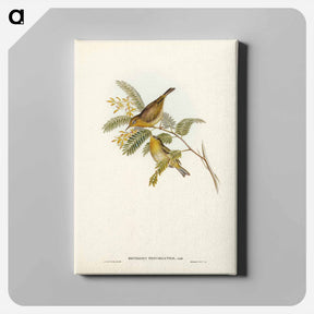 アートパネル-Slender-billed Zosterops
 - ジョン グールド Canvas.
