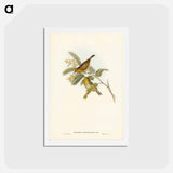 アートポストカード-Slender-billed Zosterops
 - ジョン グールド Postcard.