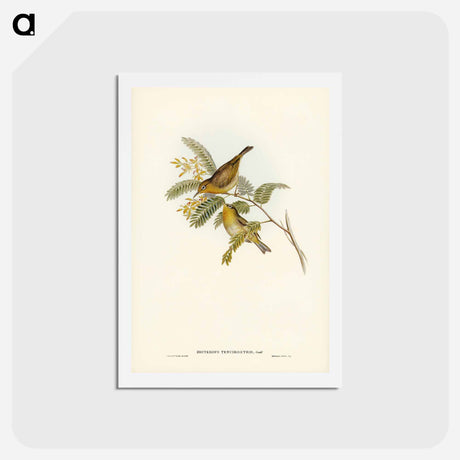 アートポストカード-Slender-billed Zosterops
 - ジョン グールド Postcard.
