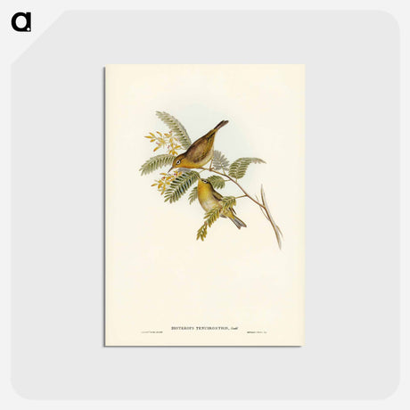 アートポストカード-Slender-billed Zosterops
 - ジョン グールド Postcard.