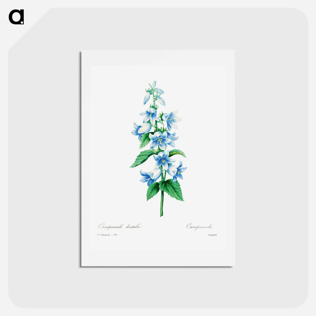 アートポストカード-Bellflower - ピエール ジョゼフ ルドゥーテ Postcard.